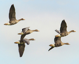 Latest Wetland Bird Survey results published