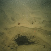 10. Close-up of the seabed at Farnes East MCZ showing phosphorescent sea-pen, tubes and burrows in muddy sediment. Image by JNCC/Cefas.