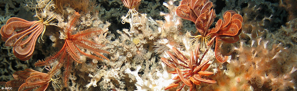 New indicator released to monitor UK's threatened environment