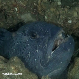 RM-Advice-Wolffish©Oceana2017.jpg