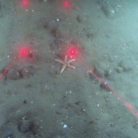 Close-up of the seabed at Markham's Triangle, showing a common starfish (Asterias rubens) on rippled sand with pebbles