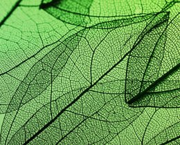 Image courtesy of iStock (Andrey Danilovich)