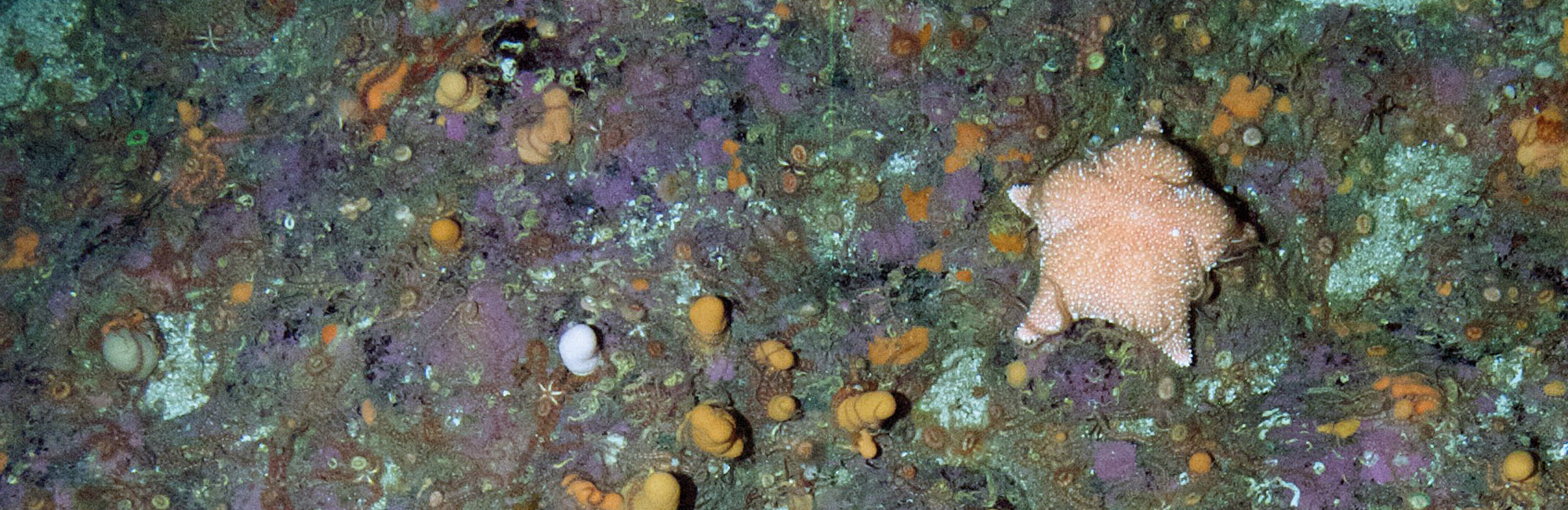 © JNCC/Marine Scotland Science