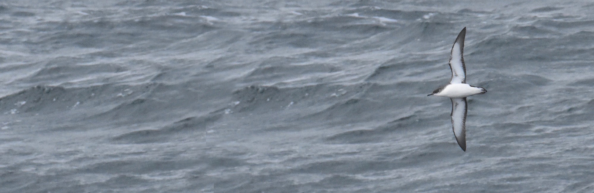 Manx in flight © Mark Lewis