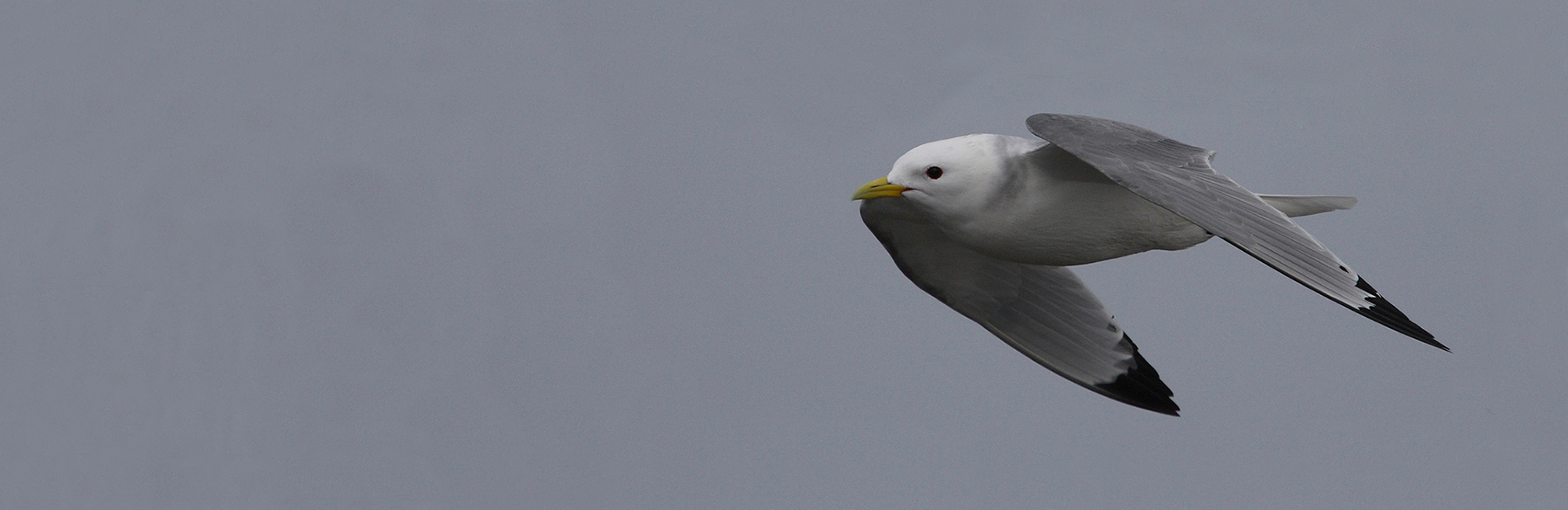 Kittiwake in flight (© Ben Dean)
