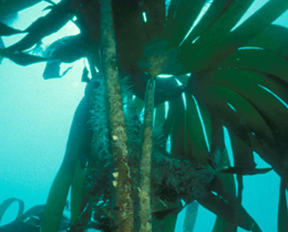 Marine natural capital report published