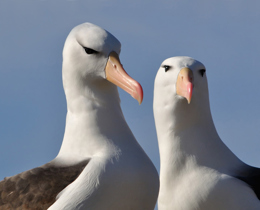 Terrestrial Protected Areas for South Georgia and the South Sandwich Islands