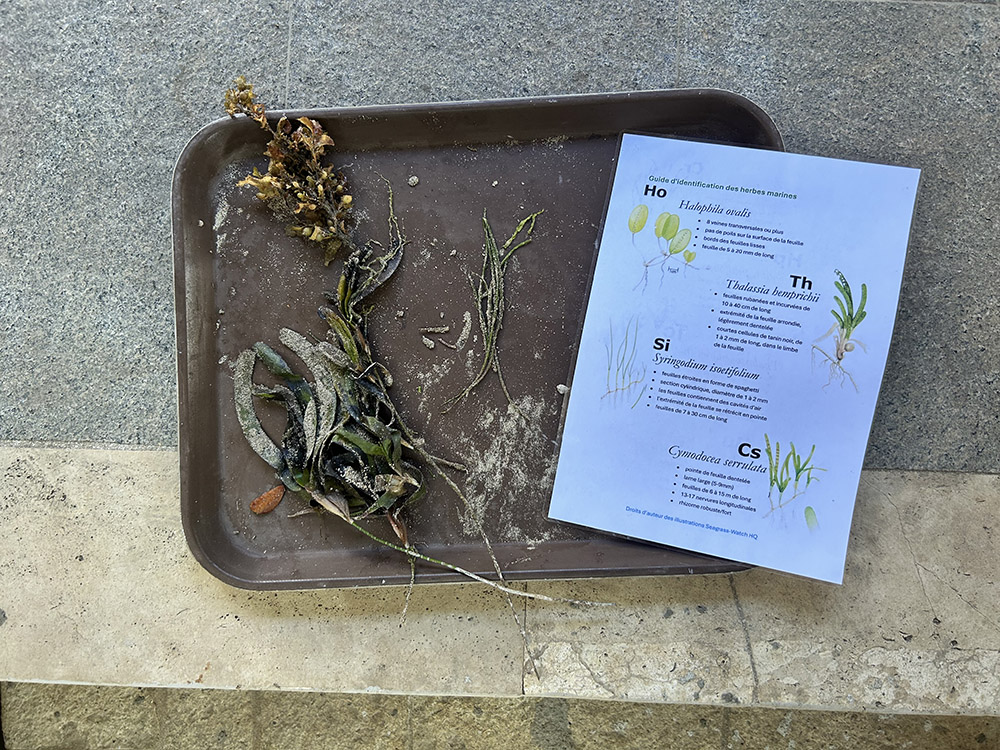 Seagrass ID Guide ©Holly Baigent