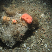 Anemones on boulder