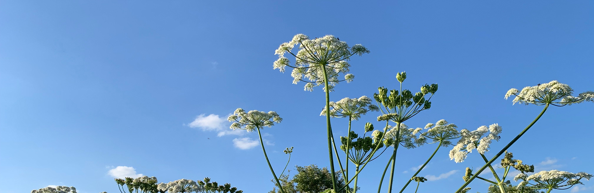 Dr Gemma Harper appointed as Chief Executive of JNCC