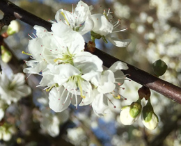 JNCC Bulletin March 2022