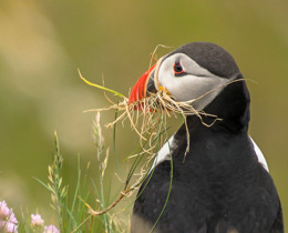 The Seabird Monitoring Programme is changing