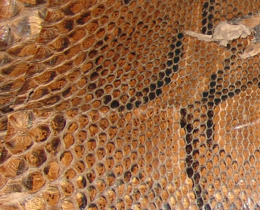 Peterborough Museum features JNCC’s international wildlife trade work