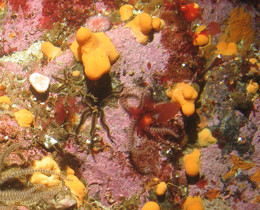 New reports explore efficiency of data flow into the UK Marine Strategy