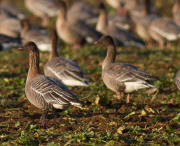 The Goose and Swan Monitoring Programme is changing
