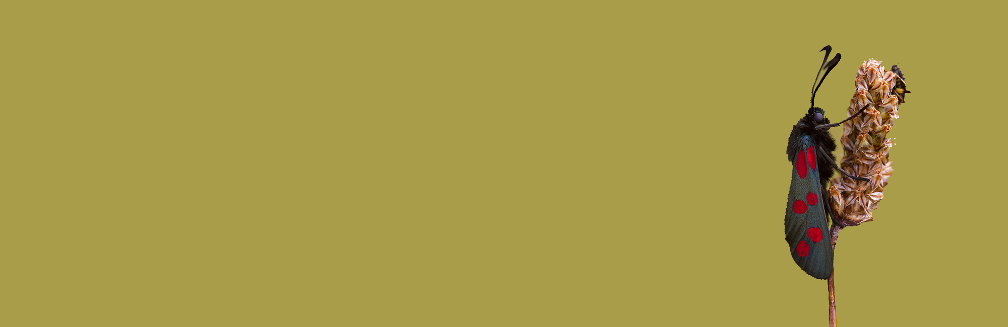 JNCC Bulletin August/September 2022