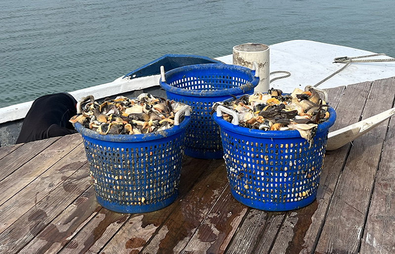 Conch in baskets