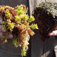 Photograph of someone showing healthy moss (left) and damaged moss (right) from Ballynahoe Bog, Northern Ireland. Image courtesy of Áine O’Reilly, NIEA/DAERA 2019