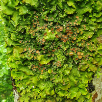 Photograph of lichen on a tree trunk. Image courtesy of Alexandra Cunha.