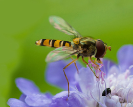 New Pollinator Monitoring partnership agreement