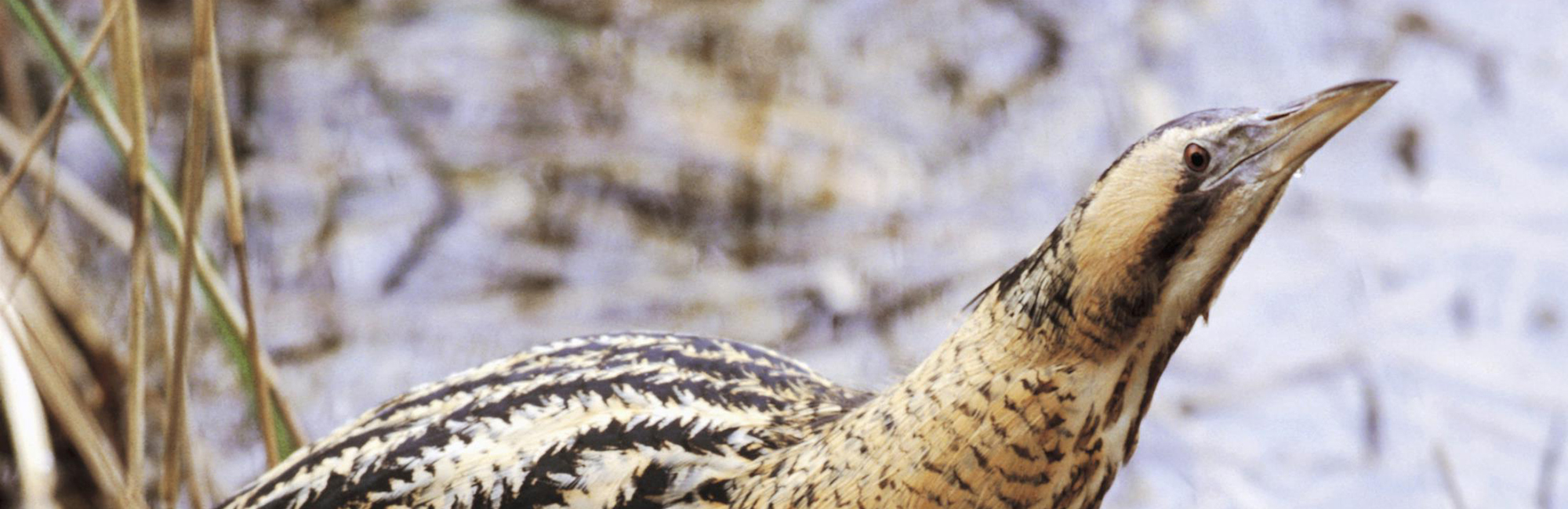 Britain’s rare breeding birds' recording scheme celebrates 50 years