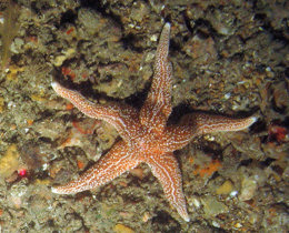 alt text - Common starfish (Asterias rubens) and a variety of hydroids, bryozoa and sponges on mixed substrata