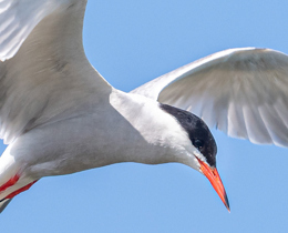 Major UN report on climate change and migratory species published