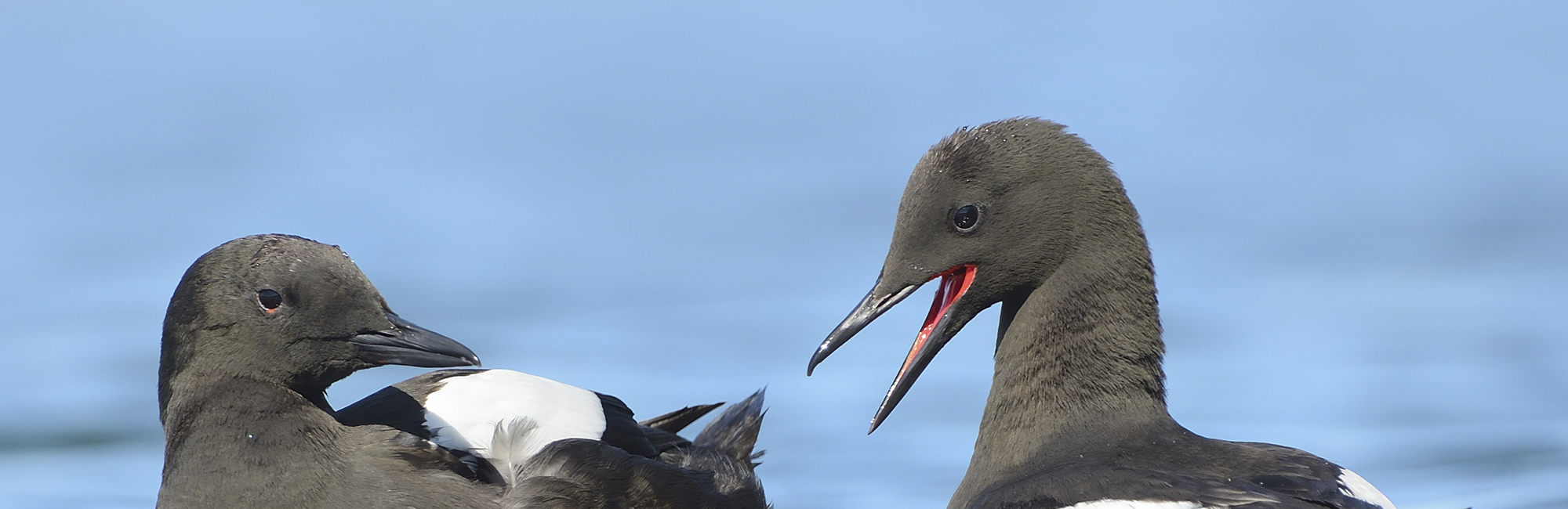 Birds of Conservation Concern 5 breeding seabird update