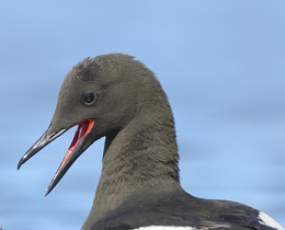Birds of Conservation Concern 5 breeding seabird update