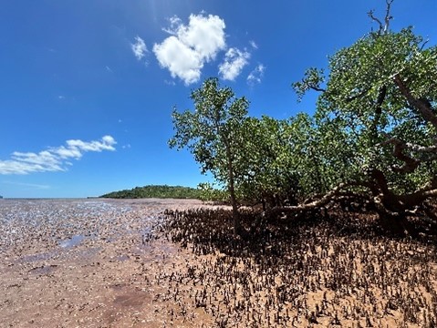 Image of mangroves in Madagascar