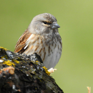 Linnet © Pixabay