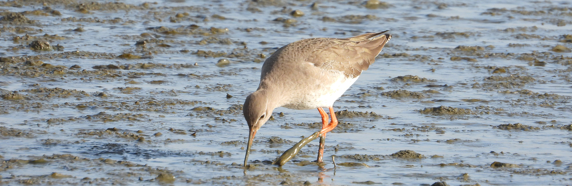 Latest WeBS Alerts Official Statistics published