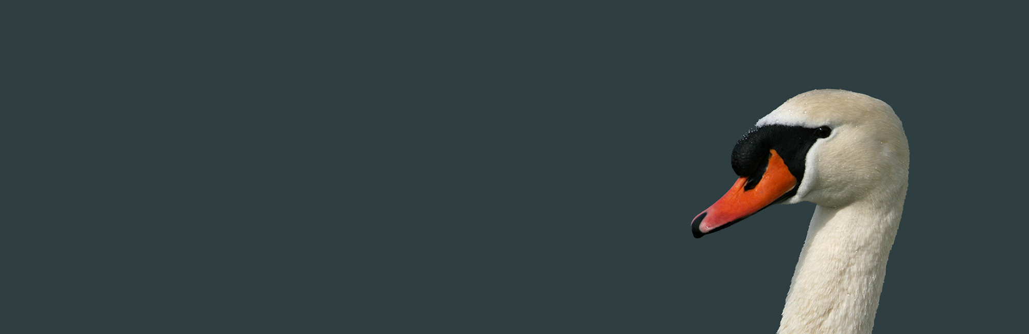 Latest Wetland Bird Survey annual report released