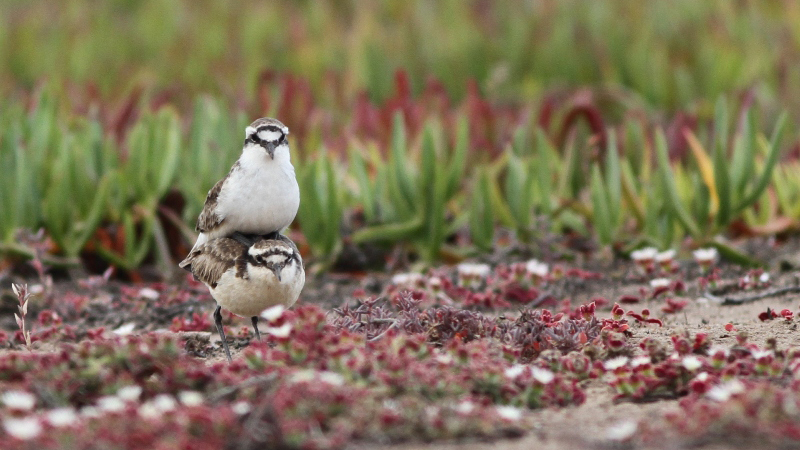 Photograph of two Wirebirds, one sitting on the back of another