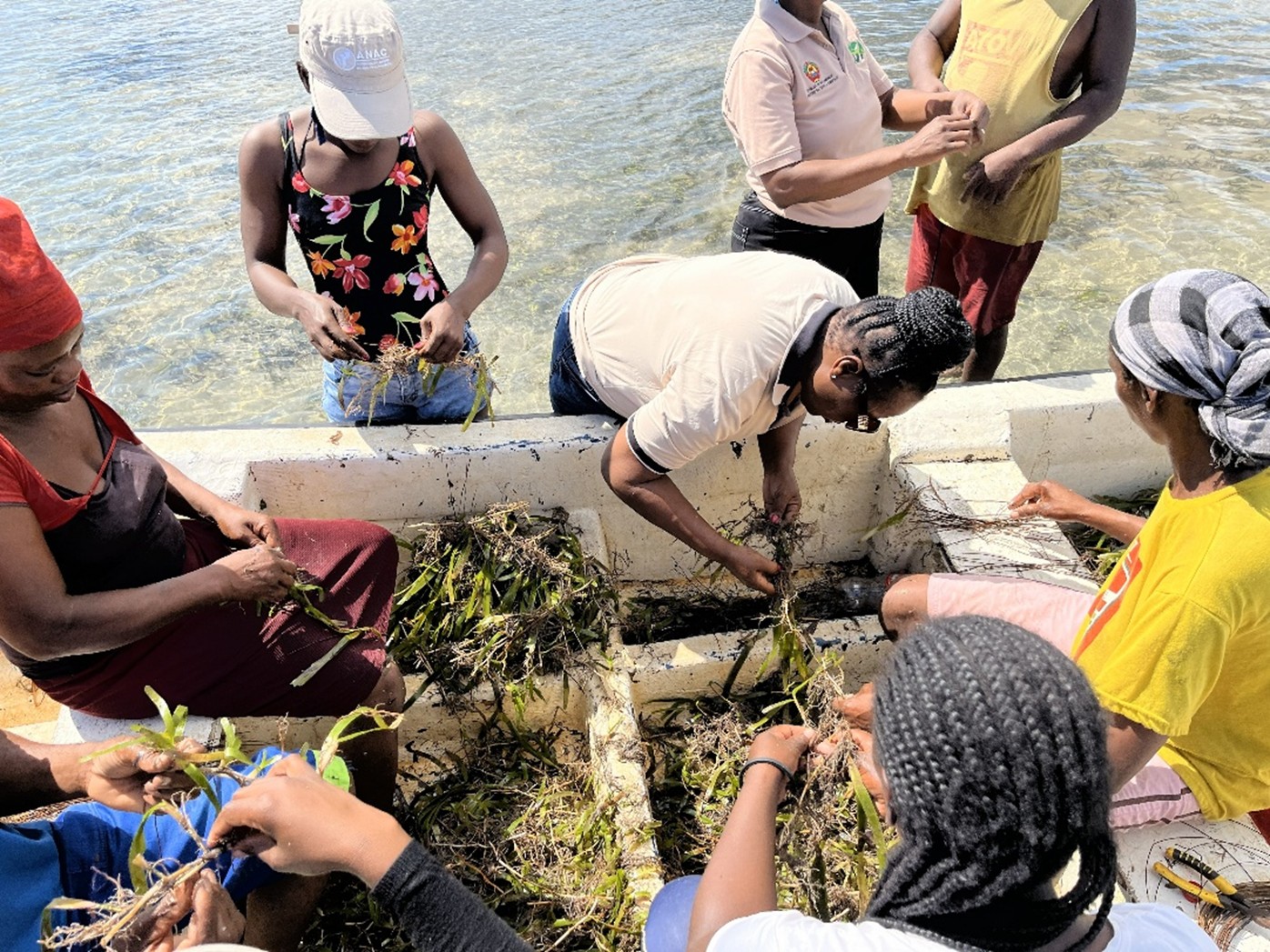 Photo of seagrass inspection in Mozambique