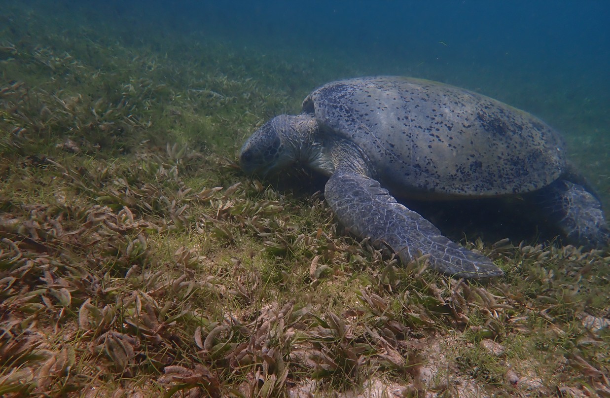 Turtle Eating Seagrass ©LaSMMI