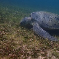 Turtle Eating Seagrass ©LaSMMI