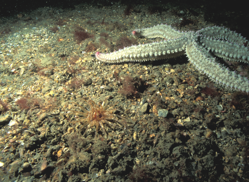 Marine Assessments 2 Keithhiscock