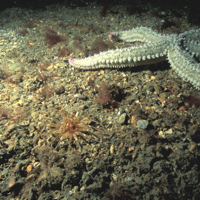 Marine Assessments 2 Keithhiscock