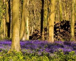 The art of collaborative indicator development: sharing knowledge, skills and time