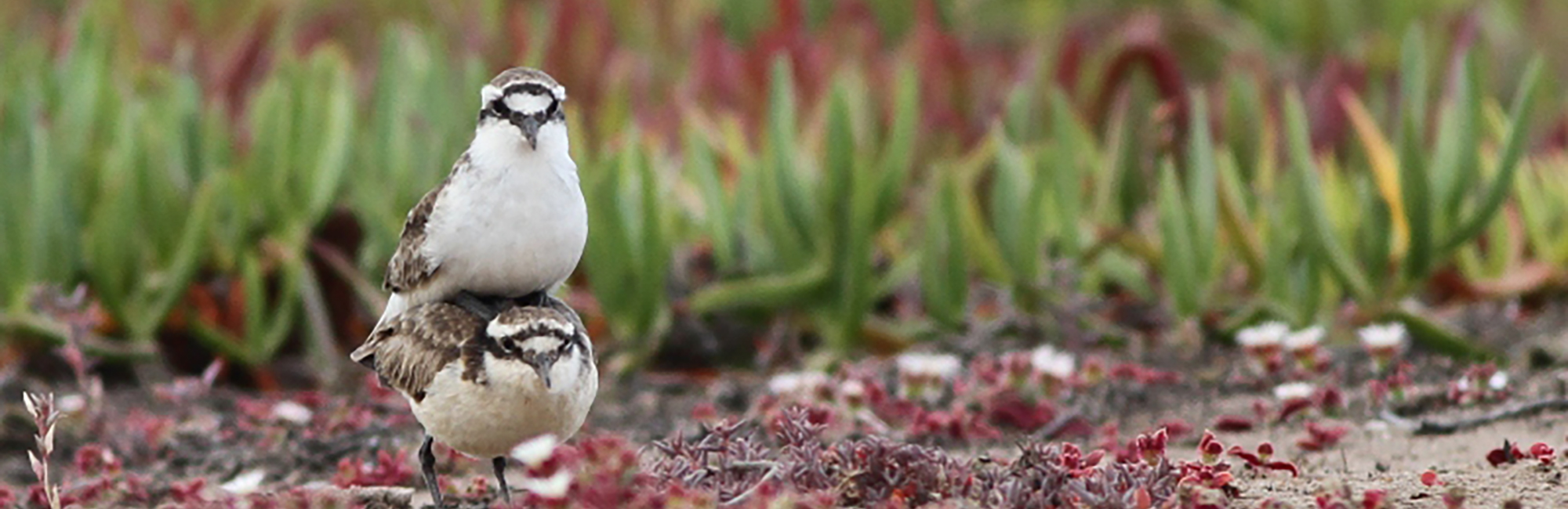 The Wirebird: A Symbol of Conservation and Hope