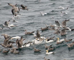 New report charts path to protect seabirds and speed up offshore wind