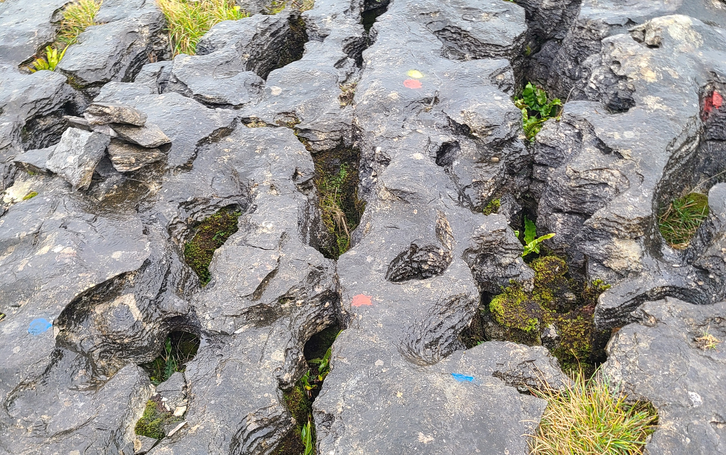 ©CarlyStevens Limestone Pavement with coloured spots on for plot markers