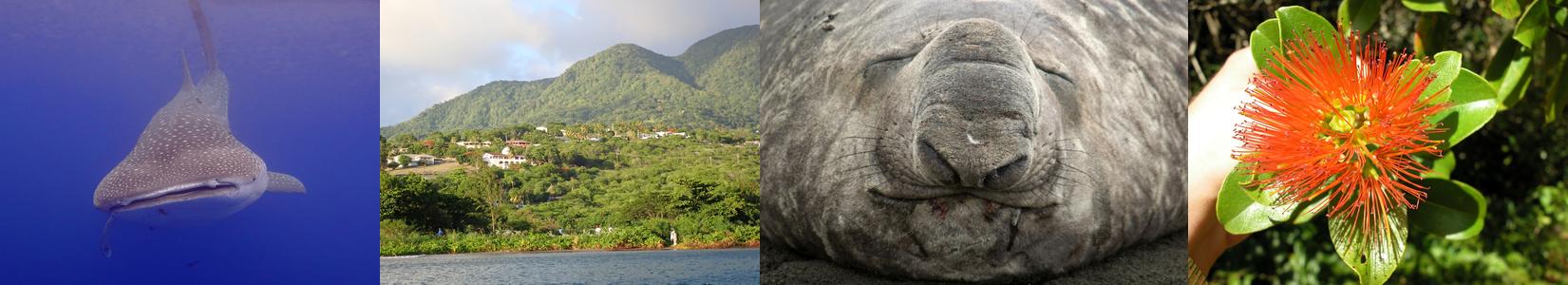 Four images, the first is a Whale Shark in a deep blue sea. The second is an image of green hills. The third is a close up of an elephant seal asleep and the third is a bright orange flower