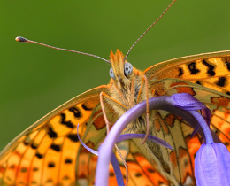 Fifty years of data reveal how citizen scientists can help direct conservation efforts