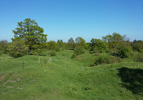 Photograph of the landscape at Barnack Hills and Holes. The landscape is grass covered and gently undulating, with trees and bushes in the backgroun