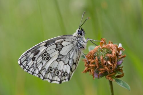 ©HelenBaker Marbled white butterfly on a flower bud